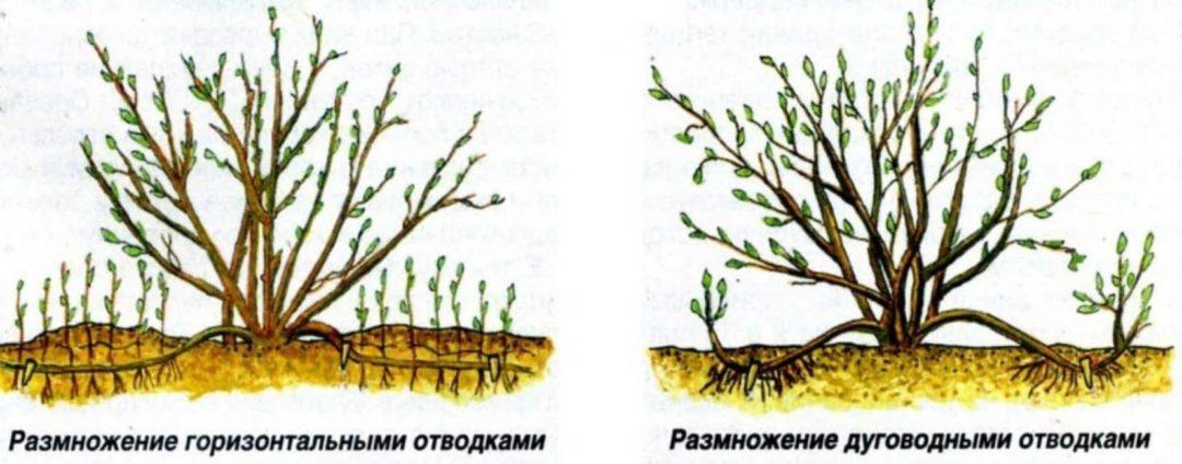 Воспроизведение миндалин
